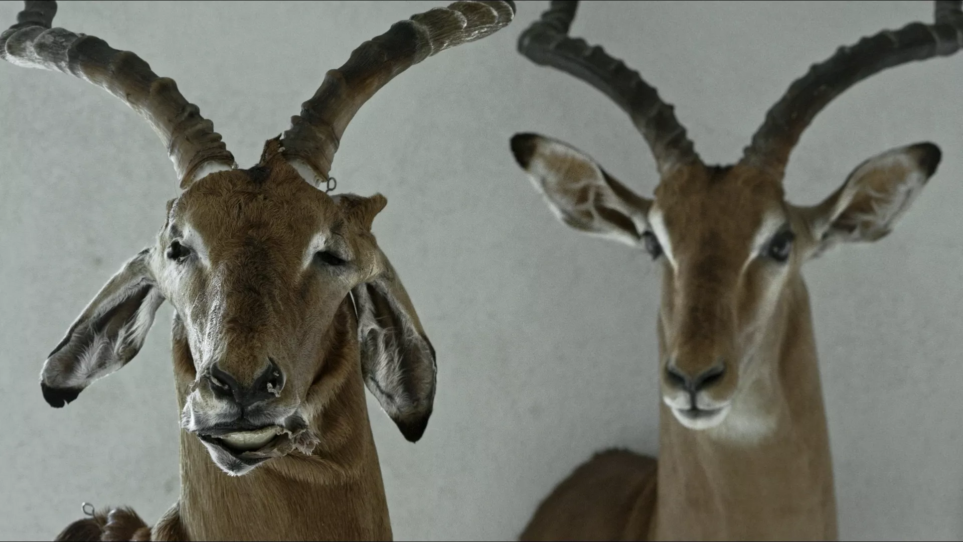 Animus Animalis (istorija apie žmones, žvėris ir daiktus)