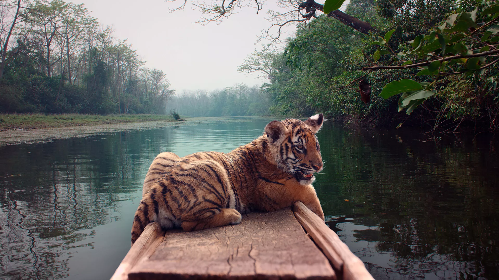 Tigro kelionė Himalajuose