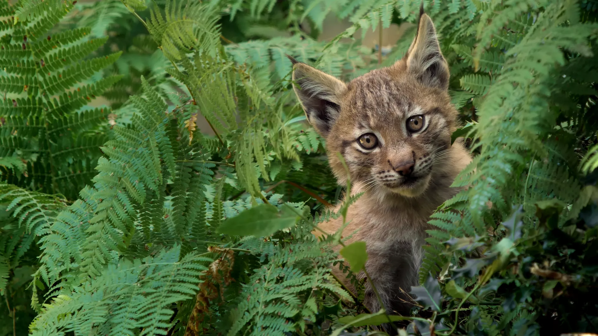 Lincessa, the silences of the forest