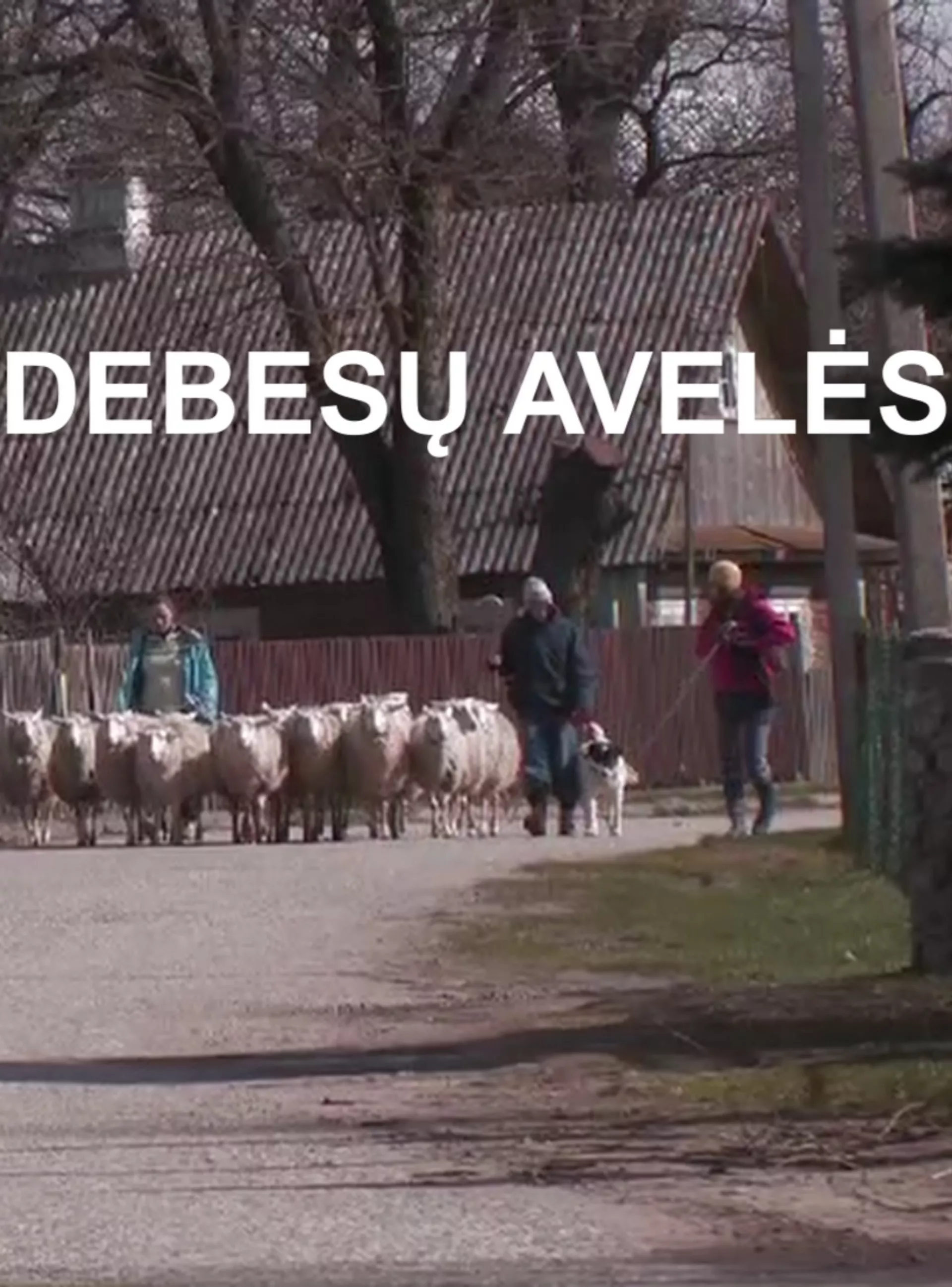 Debesų avelės