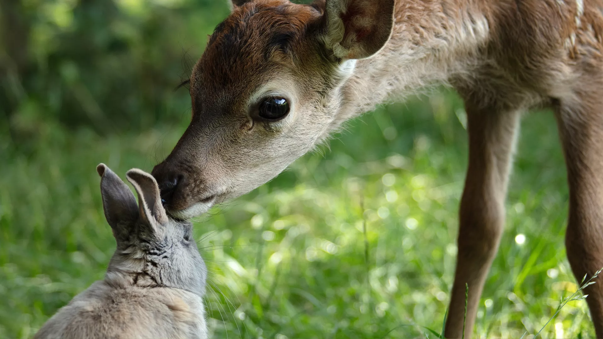Bambi, l'histoire d'une vie dans les bois