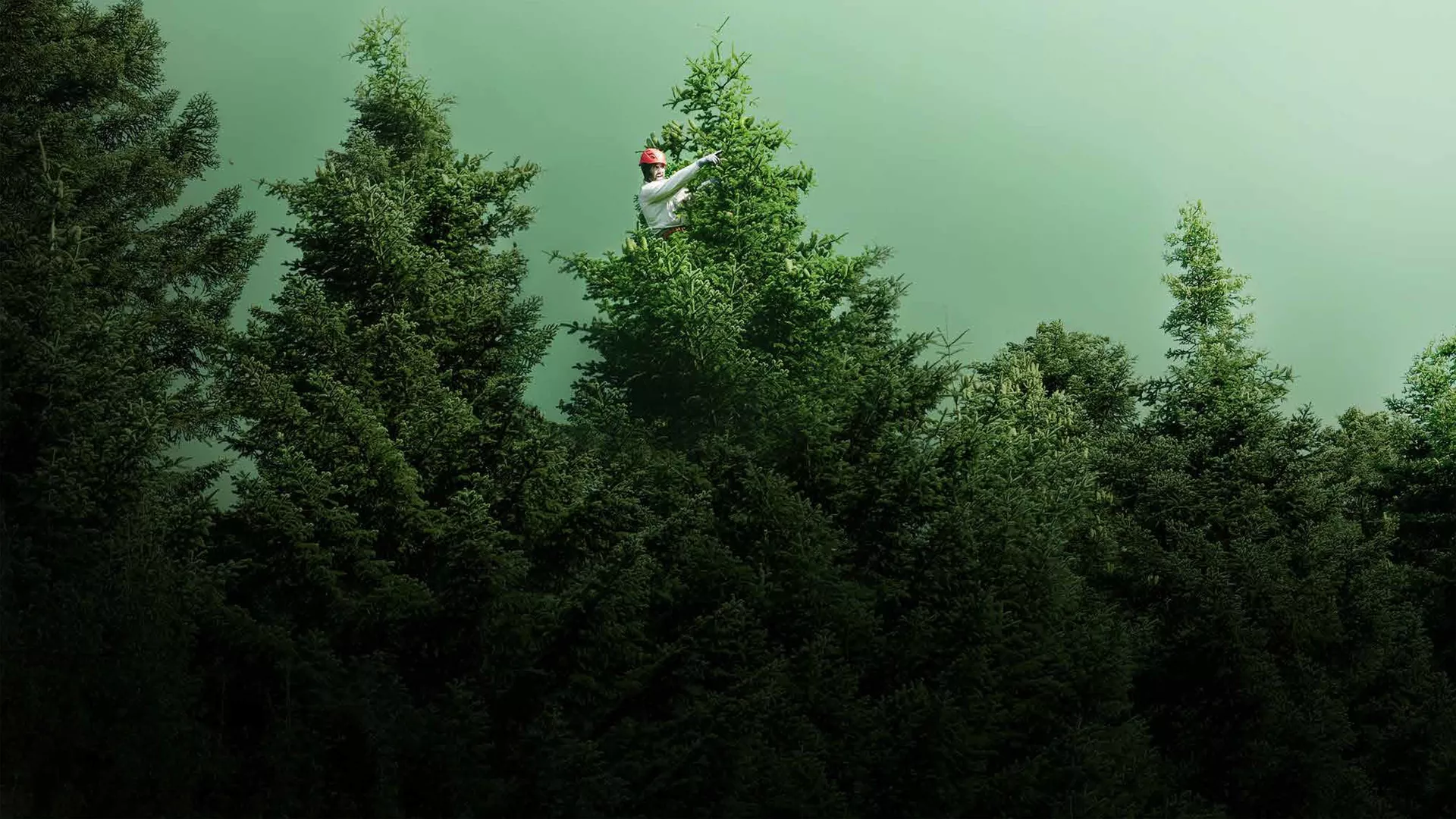 Life and Death of a Christmas Tree