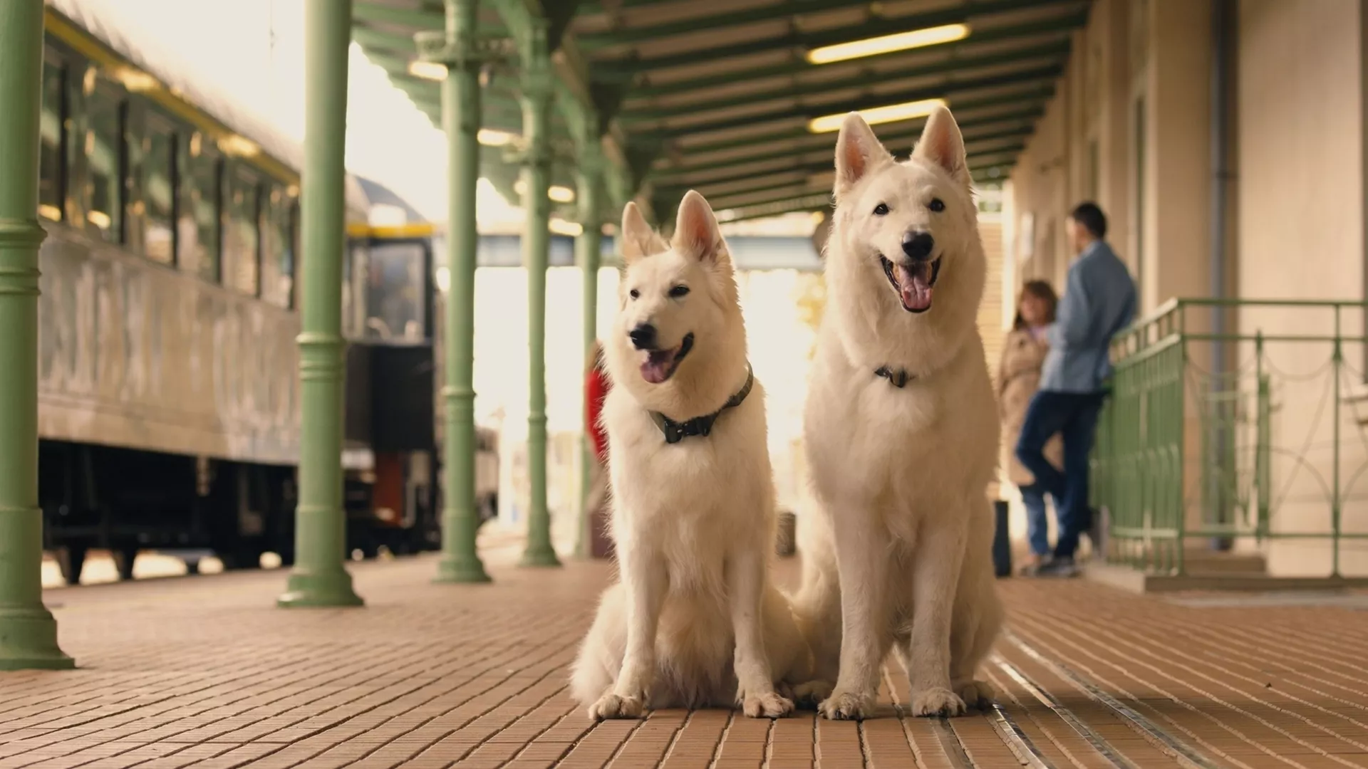 Šuo, kuris keliavo traukiniu 2