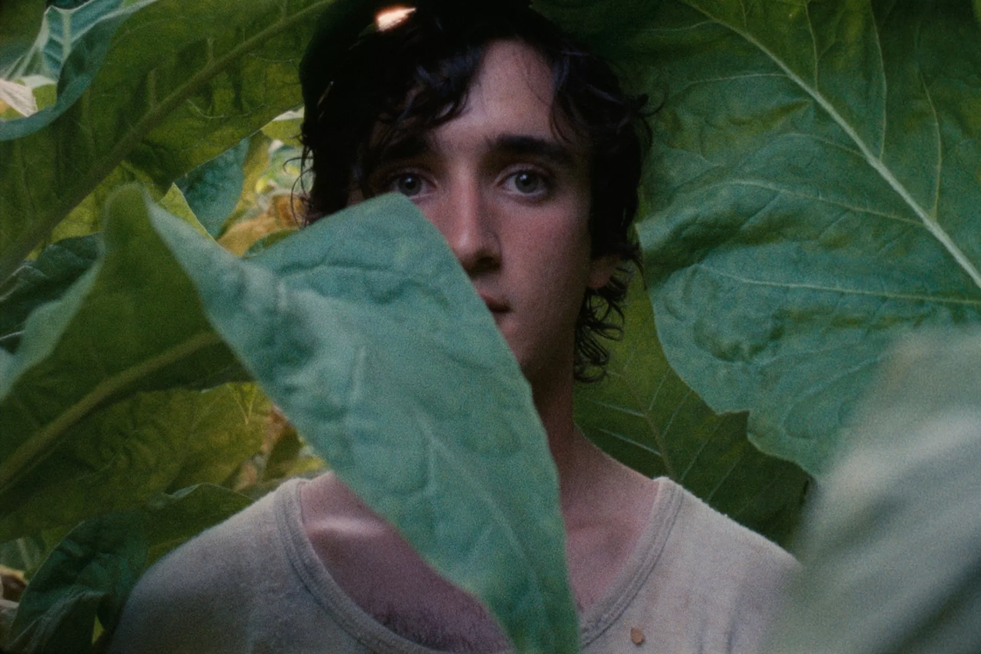 Lazzaro felice