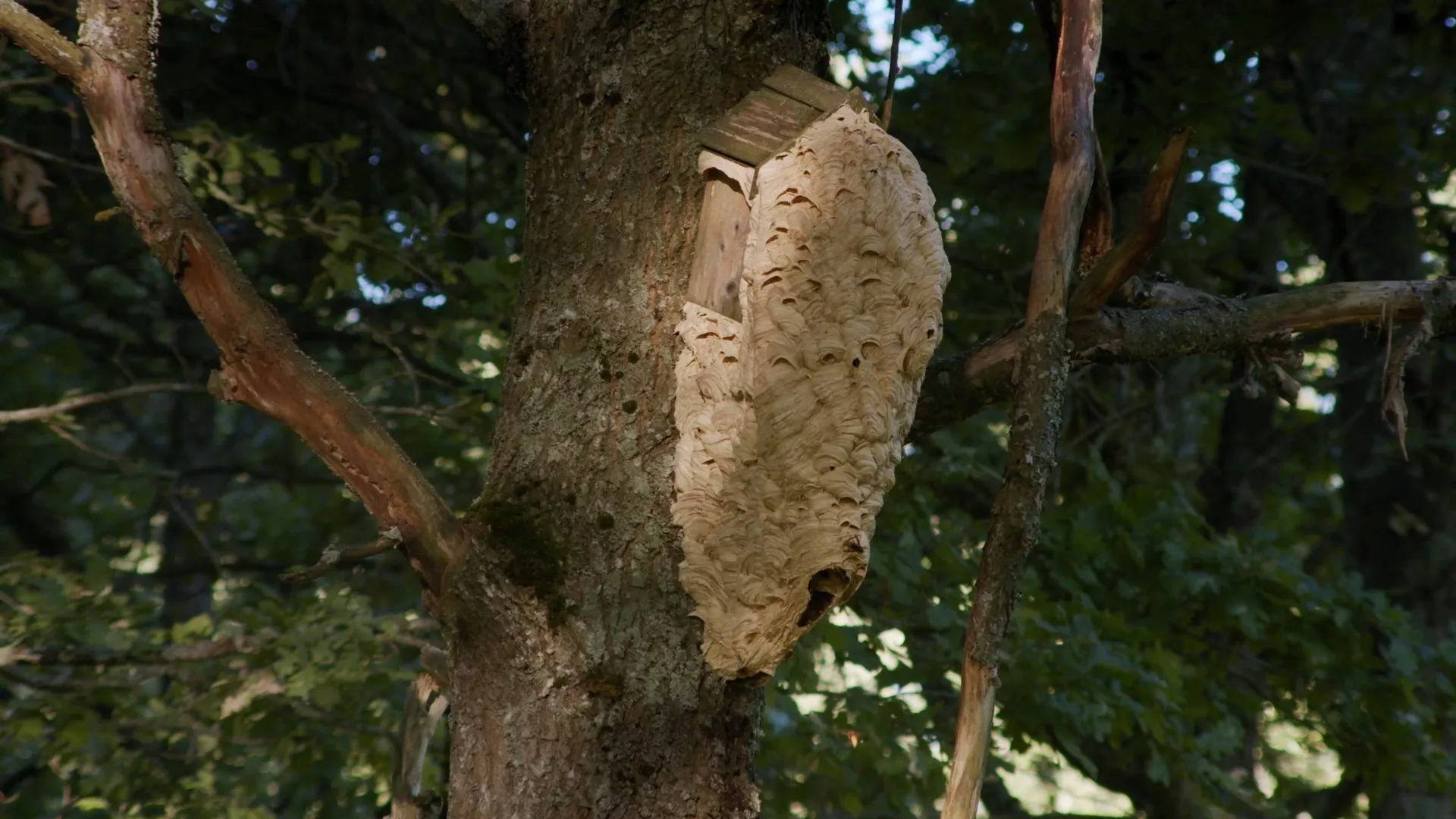 Ožkabalių ąžuolynas